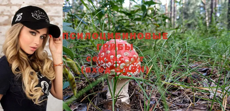 Псилоцибиновые грибы Magic Shrooms  Карасук 